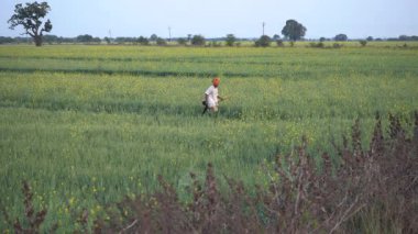 Hindistan 'da buğday tarlasında mutlu bir kadın..
