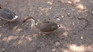 Bir avluda ördek sürüsü. Yaklaş..