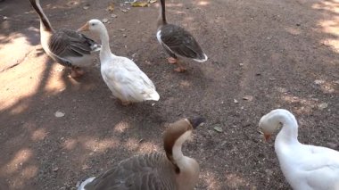 Bir avluda ördek sürüsü. Yaklaş..