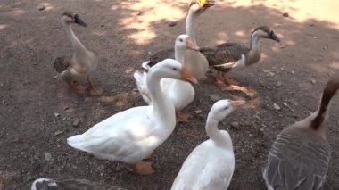 Bir avluda ördek sürüsü. Yaklaş..