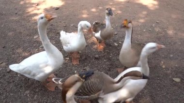 Bir avluda ördek sürüsü. Yaklaş..