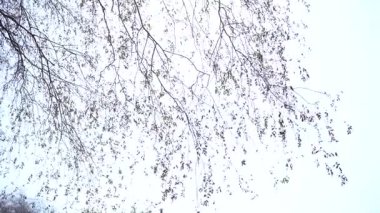 Ormanda büyük bir ağaç.