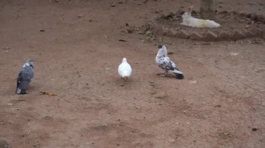 Yerdeki güvercin sürüsü