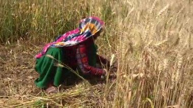 ALIRAJPUR, MADHYA PRADESH, INDIA, 16 Mart 2022: Hindistan tarım tarlasında buğday mahsulü hasat eden Hintli çiftçi.