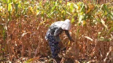 ALIRAJPUR, MADHYA PRADESH, INDIA, 16 Mart 2022: Hindistan 'da tarım alanında Jowar veya sorghum ekinleri hasat eden Hintli çiftçi.