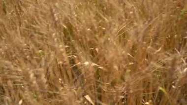 Hindistan tarım alanında buğday ekinleri.