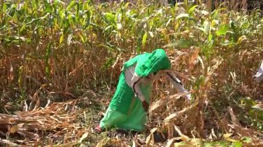 ALIRAJPUR, MADHYA PRADESH, INDIA, 16 Mart 2022: Hindistan 'da tarım alanında Jowar veya sorghum ekinleri hasat eden Hintli çiftçi.