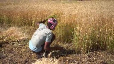 ALIRAJPUR, MADHYA PRADESH, INDIA, 16 Mart 2022: Hindistan tarım tarlasında buğday mahsulü hasat eden Hintli çiftçi.