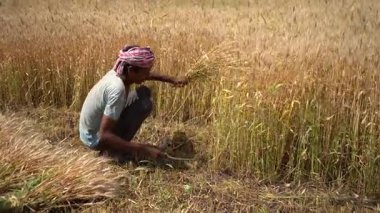 ALIRAJPUR, MADHYA PRADESH, INDIA, 16 Mart 2022: Hindistan tarım tarlasında buğday mahsulü hasat eden Hintli çiftçi.