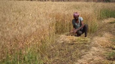 ALIRAJPUR, MADHYA PRADESH, INDIA, 16 Mart 2022: Hindistan tarım tarlasında buğday mahsulü hasat eden Hintli çiftçi.