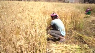 ALIRAJPUR, MADHYA PRADESH, INDIA, 16 Mart 2022: Hindistan tarım tarlasında buğday mahsulü hasat eden Hintli çiftçi.