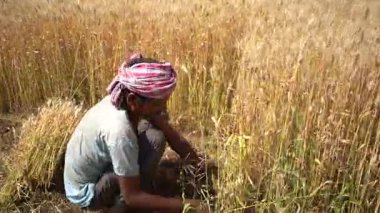 ALIRAJPUR, MADHYA PRADESH, INDIA, 16 Mart 2022: Hindistan tarım tarlasında buğday mahsulü hasat eden Hintli çiftçi.