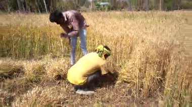 ALIRAJPUR, MADHYA PRADESH, INDIA, 16 Mart 2022: Hindistan tarım tarlasında buğday mahsulü hasat eden Hintli çiftçi.