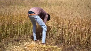 ALIRAJPUR, MADHYA PRADESH, INDIA, 16 Mart 2022: Hindistan tarım tarlasında buğday mahsulü hasat eden Hintli çiftçi.