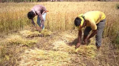 ALIRAJPUR, MADHYA PRADESH, INDIA, 16 Mart 2022: Hindistan tarım tarlasında buğday mahsulü hasat eden Hintli çiftçi.