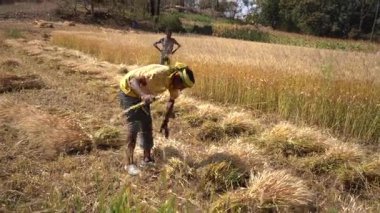 ALIRAJPUR, MADHYA PRADESH, INDIA, 16 Mart 2022: Hindistan tarım tarlasında buğday mahsulü hasat eden Hintli çiftçi.