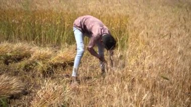 ALIRAJPUR, MADHYA PRADESH, INDIA, 16 Mart 2022: Hindistan tarım tarlasında buğday mahsulü hasat eden Hintli çiftçi.