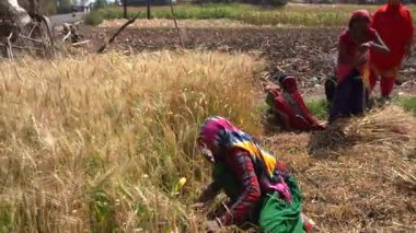ALIRAJPUR, MADHYA PRADESH, INDIA, 16 Mart 2022: Hindistan tarım tarlasında buğday mahsulü hasat eden Hintli çiftçi.