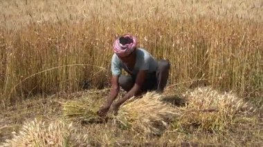 ALIRAJPUR, MADHYA PRADESH, INDIA, 16 Mart 2022: Hindistan tarım tarlasında buğday mahsulü hasat eden Hintli çiftçi.