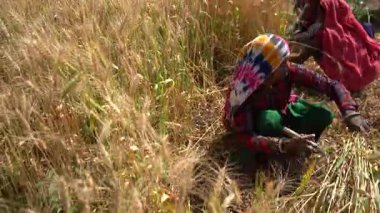 ALIRAJPUR, MADHYA PRADESH, INDIA, 16 Mart 2022: Hindistan tarım tarlasında buğday mahsulü hasat eden Hintli çiftçi.