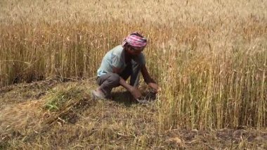 ALIRAJPUR, MADHYA PRADESH, INDIA, 16 Mart 2022: Hindistan tarım tarlasında buğday mahsulü hasat eden Hintli çiftçi.