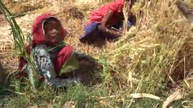 ALIRAJPUR, MADHYA PRADESH, INDIA, 16 Mart 2022: Hindistan tarım tarlasında buğday mahsulü hasat eden Hintli çiftçi.