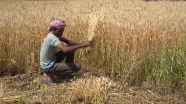 ALIRAJPUR, MADHYA PRADESH, INDIA, 16 Mart 2022: Hindistan tarım tarlasında buğday mahsulü hasat eden Hintli çiftçi.