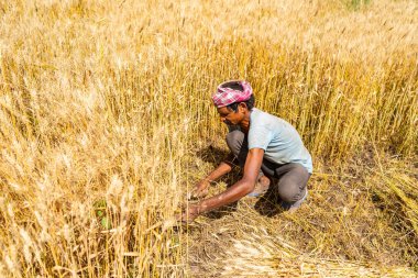 ALIRAJPUR, MADHYA PRADESH, INDIA, 16 Mart 2022: Hindistan tarım tarlasında buğday mahsulü hasat eden Hintli çiftçi.