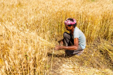 ALIRAJPUR, MADHYA PRADESH, INDIA, 16 Mart 2022: Hindistan tarım tarlasında buğday mahsulü hasat eden Hintli çiftçi.