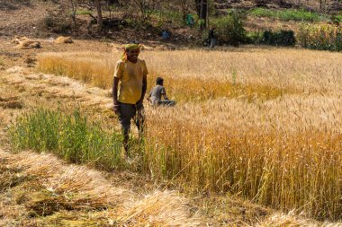 ALIRAJPUR, MADHYA PRADESH, INDIA, 16 Mart 2022: Hindistan tarım tarlasında buğday mahsulü hasat eden Hintli çiftçi.