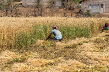 ALIRAJPUR, MADHYA PRADESH, INDIA, 16 Mart 2022: Hindistan tarım tarlasında buğday mahsulü hasat eden Hintli çiftçi.
