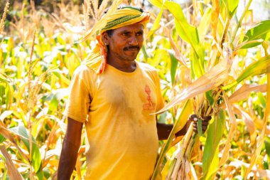ALIRAJPUR, MADHYA PRADESH, INDIA, 16 Mart 2022: Hindistan 'da tarım alanında Jowar veya sorghum ekinleri hasat eden Hintli çiftçi.