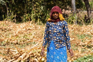 ALIRAJPUR, MADHYA PRADESH, INDIA, 16 Mart 2022: Hindistan 'da tarım alanında Jowar veya sorghum ekinleri hasat eden Hintli çiftçi.