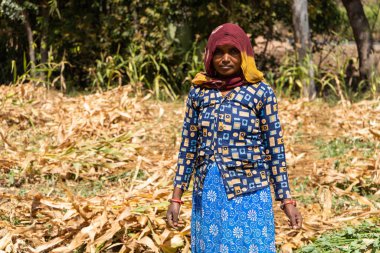 ALIRAJPUR, MADHYA PRADESH, INDIA, 16 Mart 2022: Hindistan 'da tarım alanında Jowar veya sorghum ekinleri hasat eden Hintli çiftçi.