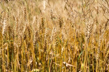 Hindistan tarım alanında buğday ekinleri.