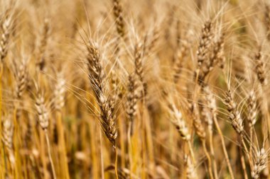 Hindistan tarım alanında buğday ekinleri.