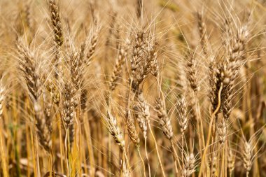 Hindistan tarım alanında buğday ekinleri.