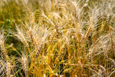Hindistan tarım alanında buğday ekinleri.
