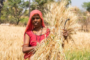 ALIRAJPUR, MADHYA PRADESH, INDIA, 16 Mart 2022: Hindistan tarım tarlasında buğday mahsulü hasat eden Hintli çiftçi.