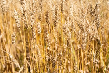 Hindistan tarım alanında buğday ekinleri.