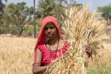 ALIRAJPUR, MADHYA PRADESH, INDIA, 16 Mart 2022: Hindistan tarım tarlasında buğday mahsulü hasat eden Hintli çiftçi.