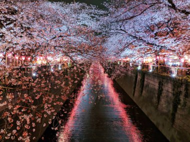 Kiraz Çiçeği Mevsimi Geceleyin nehir boyunca, Tokyo, Japonya