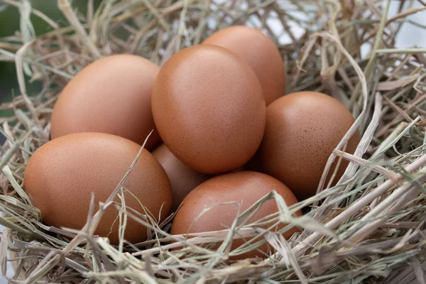 Fresh Chicken Eggs Straw Basket Organic Farming Animal Rights Back — Stockfoto