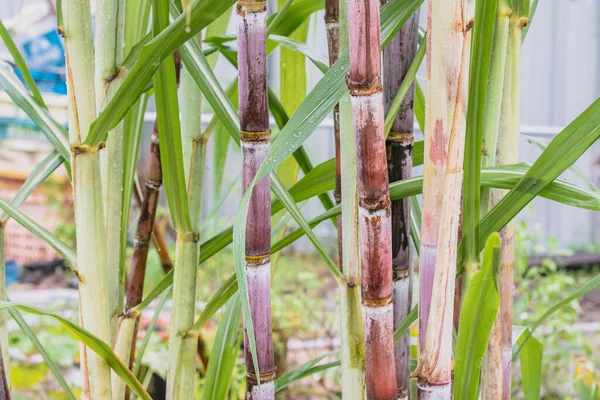 정원에 사탕수수 — 스톡 사진