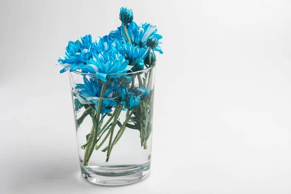 Blue Chrysanthemums Glass Vase — Stock Photo, Image
