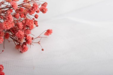 Beyaz arka planda turuncu çiçekler. Boşluğu kopyala