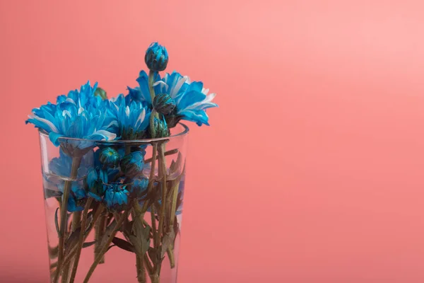 Mavi Kasımpatı Çiçekleri Pembe Bir Arka Planda Vazoda Boşluğu Kopyala — Stok fotoğraf