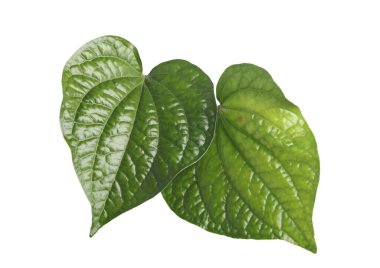 betel beyaz arkaplanda izole edilmiş resim bırakır