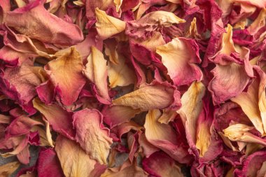 Pink dried rose for background.Close up view