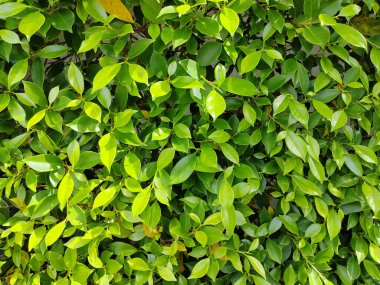 Arkaplan için taze yeşil yaprak dokusu